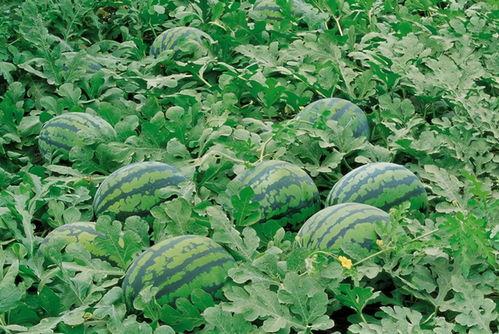 吃牛角瓜视频大全,视频大全带你领略独特风味