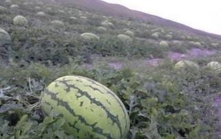 吃瓜打石头视频在线观看,网络热传现象背后的故事