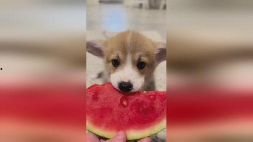 小狗吃小瓜视频播放器,萌宠美食瞬间，萌化你的心