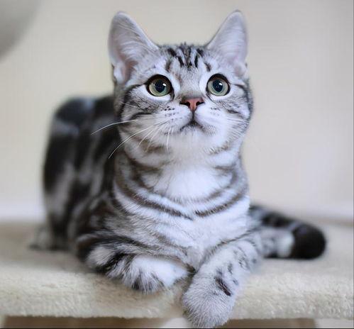 美短猫吃瓜视频