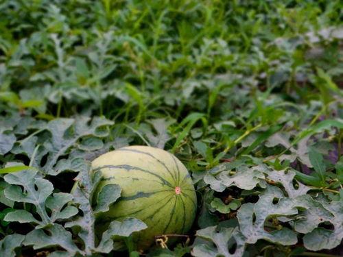 吃新瓜祝福视频,吃新瓜祝福视频温情回顾