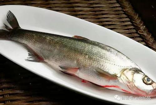 麦穗鱼可以吃黄蛋瓜吗视频,探索两者的食用关系