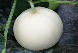 鸟可以吃梨瓜吗视频