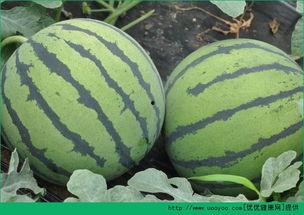 山东临沂吃瓜事件视频,一场网络热议的真相追踪