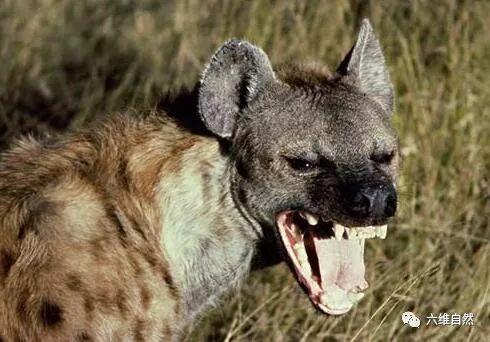 鬣狗吃瓜视频完整版,揭秘野生动物的生存智慧与趣味瞬间