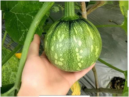 小瓜花怎么吃才最好呢视频