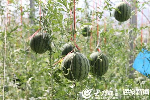 临沂网红吃瓜事件视频,一场网络热议的瓜田奇遇