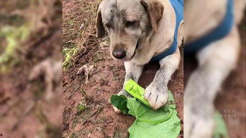狗哥吃瓜树叶视频下载,萌态视频引网友热议