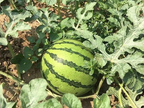 明朝吃瓜的视频,揭秘古代宫廷娱乐生活