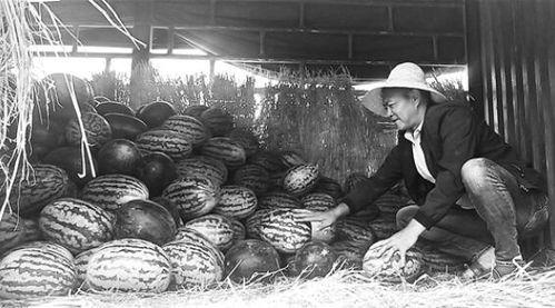 南召吃瓜群众事件真相视频,真相视频曝光背后的故事