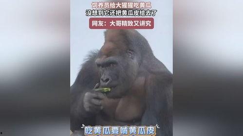 超级吃瓜大猩猩视频,揭秘网络红人的爆笑日常