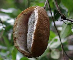 八月瓜怎样吃最好视频,视频教你轻松享美食