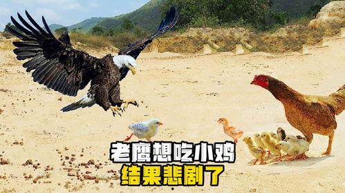 老鹰吃小鸡瓜视频,自然法则下的生存瞬间