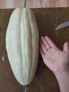 吃瓜叶的小视频,揭秘日常生活中的趣味瞬间