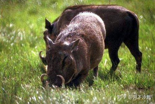 野猪吃白瓜的危害视频大全,视频揭示生态危害全貌