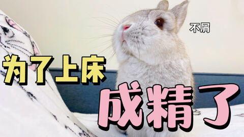 吃瓜小兔特效视频下载