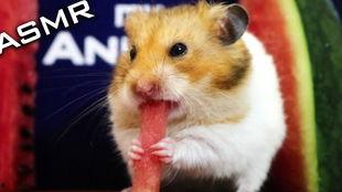 仓鼠吃小白瓜吗视频,揭秘小宠物的饮食喜好