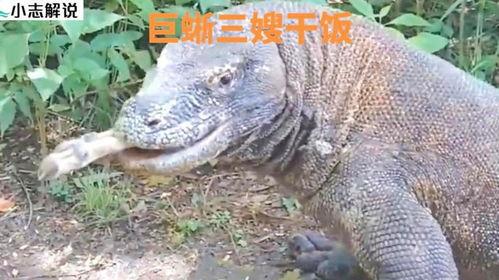 印度巨蜥4人吃瓜视频