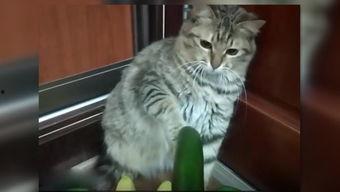 三只小猫吃瓜视频播放,萌态十足引网友热议