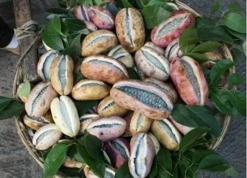 星妹吃八月瓜的视频,趣味视频引网友热议