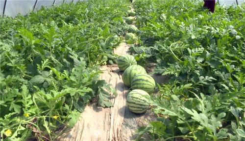 沧州吃瓜事件最新消息视频,最新视频揭露惊人内幕