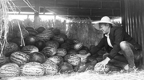 秦河吃瓜群众事件视频,一场网络舆论的风暴与反思