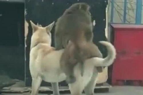 吃瓜视频狗狗,萌宠界的欢乐时光