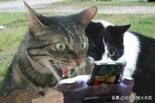 猫和主人一起吃瓜原视频