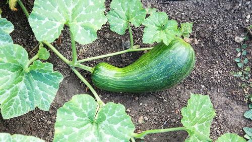 黄瓠瓜怎么吃最好吃视频