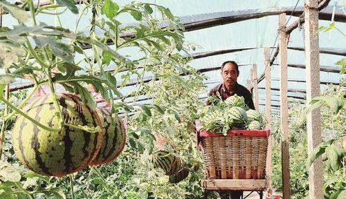 陕西韩城黄河滩吃瓜视频,韩城夏日美食之旅