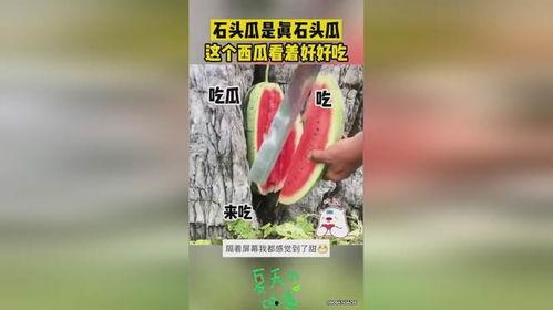 吃石头瓜的视频在线观看
