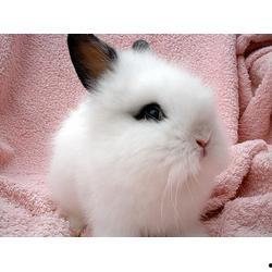 宠物兔吃瓜视频下载链接