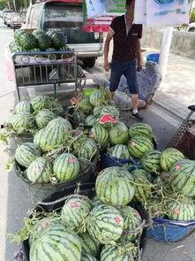 广西巴马吃瓜事件视频播放,一场网络视频引发的争议热潮