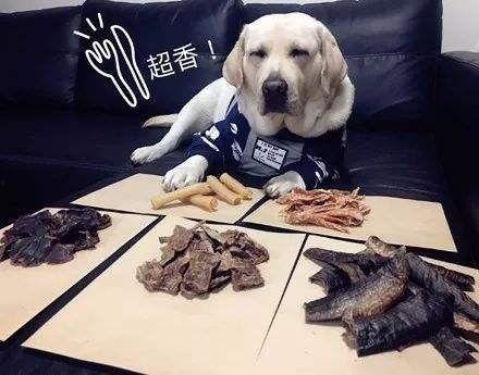 吃瓜的拉布拉多视频播放,萌宠搞笑瞬间大盘点