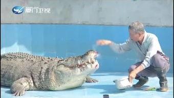 吃瓜鳄鱼的视频大全集下载