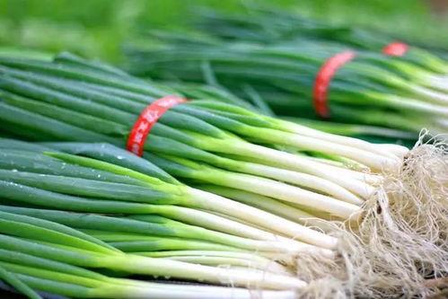 大瓠瓜怎么吃才好吃呢视频,解锁最佳食用秘诀