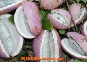 八月瓜多一颗可以吃吗视频,揭秘美味多汁的秘密