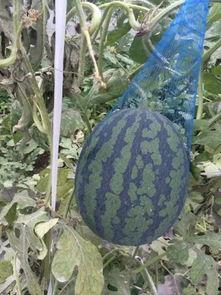 群众一起吃瓜视频,一起吃瓜，共享欢乐时光