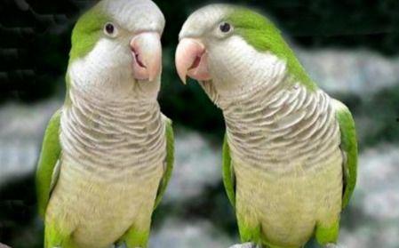 蜜瓜能给鹦鹉吃吗视频,鹦鹉的夏日美味佳肴？