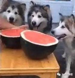 阿拉斯加吃瓜视频,揭秘极地萌宠的趣味生活