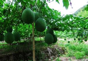 吊瓜多久能煮熟吃啊视频,烹饪时间揭秘