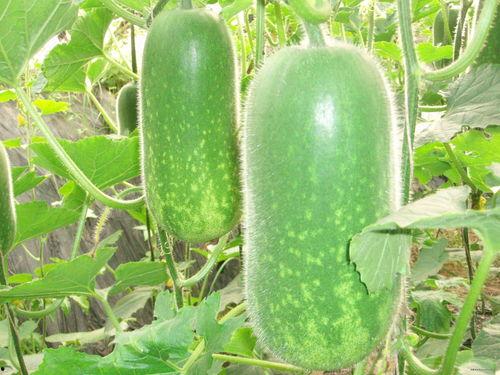 青海大爷吃瓜视频大全,吃瓜视频大全趣味盘点