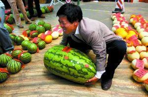 永泰吃瓜比赛事件视频,一场全民参与的趣味盛宴