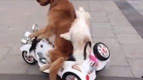 带你吃瓜搞笑遛狗视频