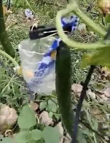 池州吃瓜最新事件真相视频,揭秘真相背后的惊人内幕