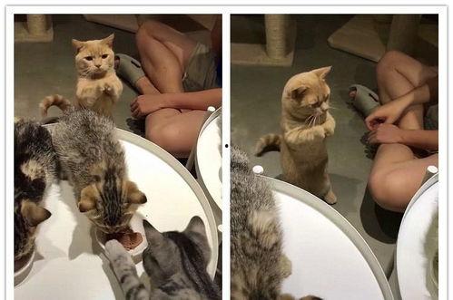 相扑猫酒店吃瓜视频大全,萌宠搞笑瞬间大盘点