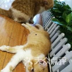 猫宁吃瓜视频大全,揭秘娱乐圈幕后故事