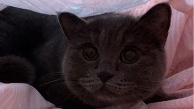 猫咪吃小瓜视频播放