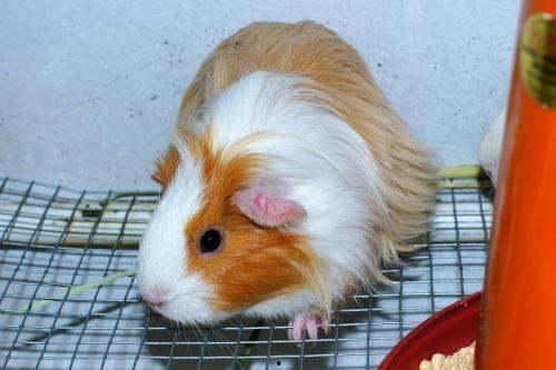 白瓜豚鼠可以吃吗视频