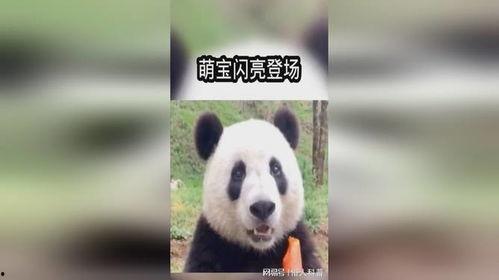 ai熊猫吃瓜视频,带你领略智能萌态
